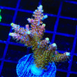 CC Voodoo Majick Acropora Coral