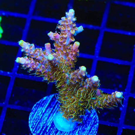 CC Voodoo Majick Acropora Coral