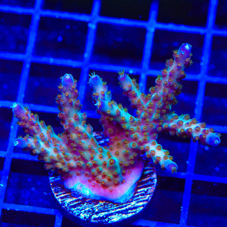 TSA Twisted Sister Acropora Coral