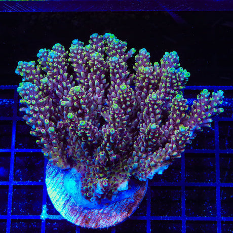 TGC Red Cadillac Acropora Coral Colony