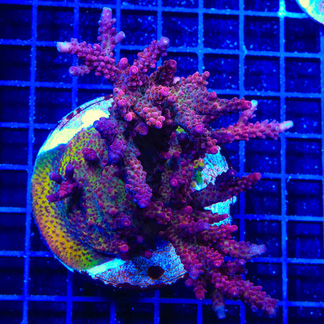 PC Rainbow Acropora Coral Colony