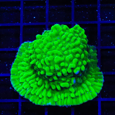 TSA Plutonium Palawanensis Montipora Coral