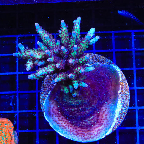 Vivids Rainbow Delight Acropora Coral