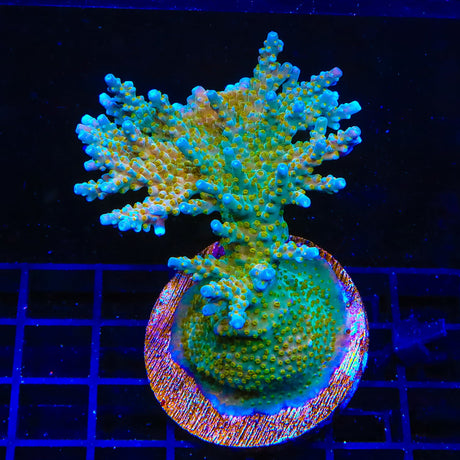 TSA Goliath Acropora Coral Colony