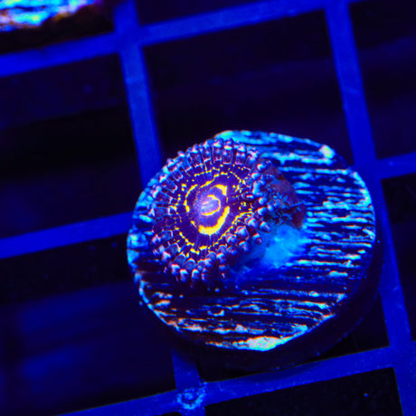 Stratosphere Zoanthids Coral