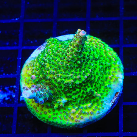 TSA Sour Tsunami Acropora Colony Coral