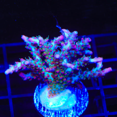 TSA Lavender Haze Acropora Colony Coral