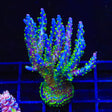 Garf Bonsai Acropora Coral Colony