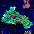 TSA Dan Aykroyd Acropora Coral Colony