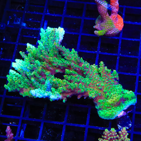 TSA Dan Aykroyd Acropora Coral Colony