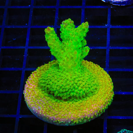 RR Rainbow Loom Acropora Coral Colony