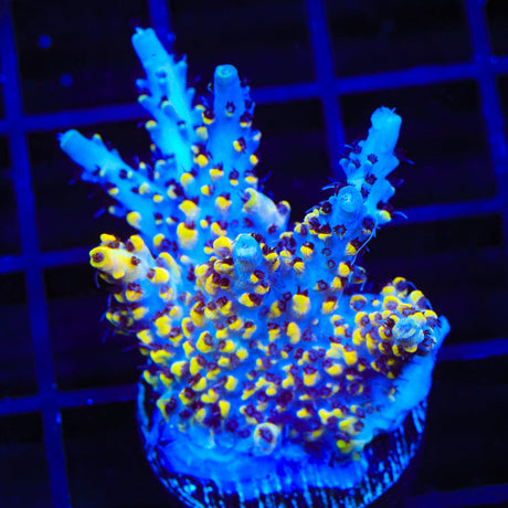 WWC Afterparty Acropora Coral