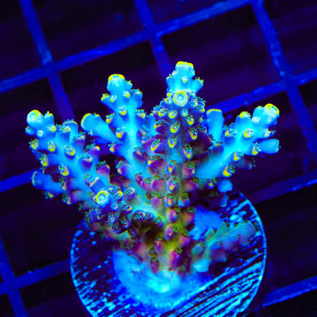 TSA Bollywood Acropora Coral