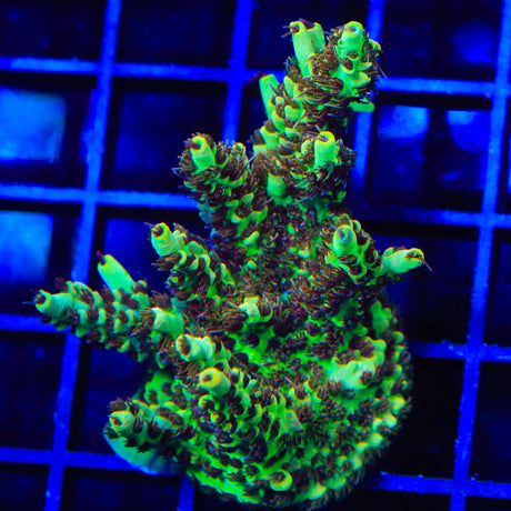 TSA Harvey Wallbanger Acropora Coral