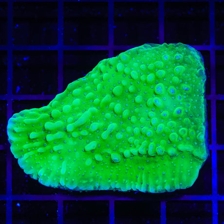 TSA Plutonium Palawanensis Montipora Colony Coral