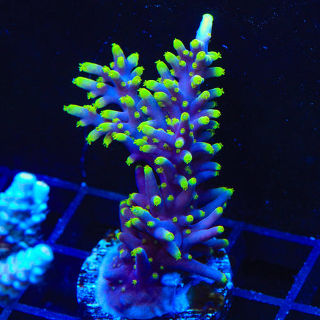 TSA Riddler Acropora Coral