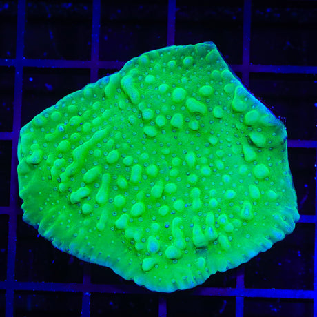 TSA Plutonium Palawanensis Montipora Colony Coral