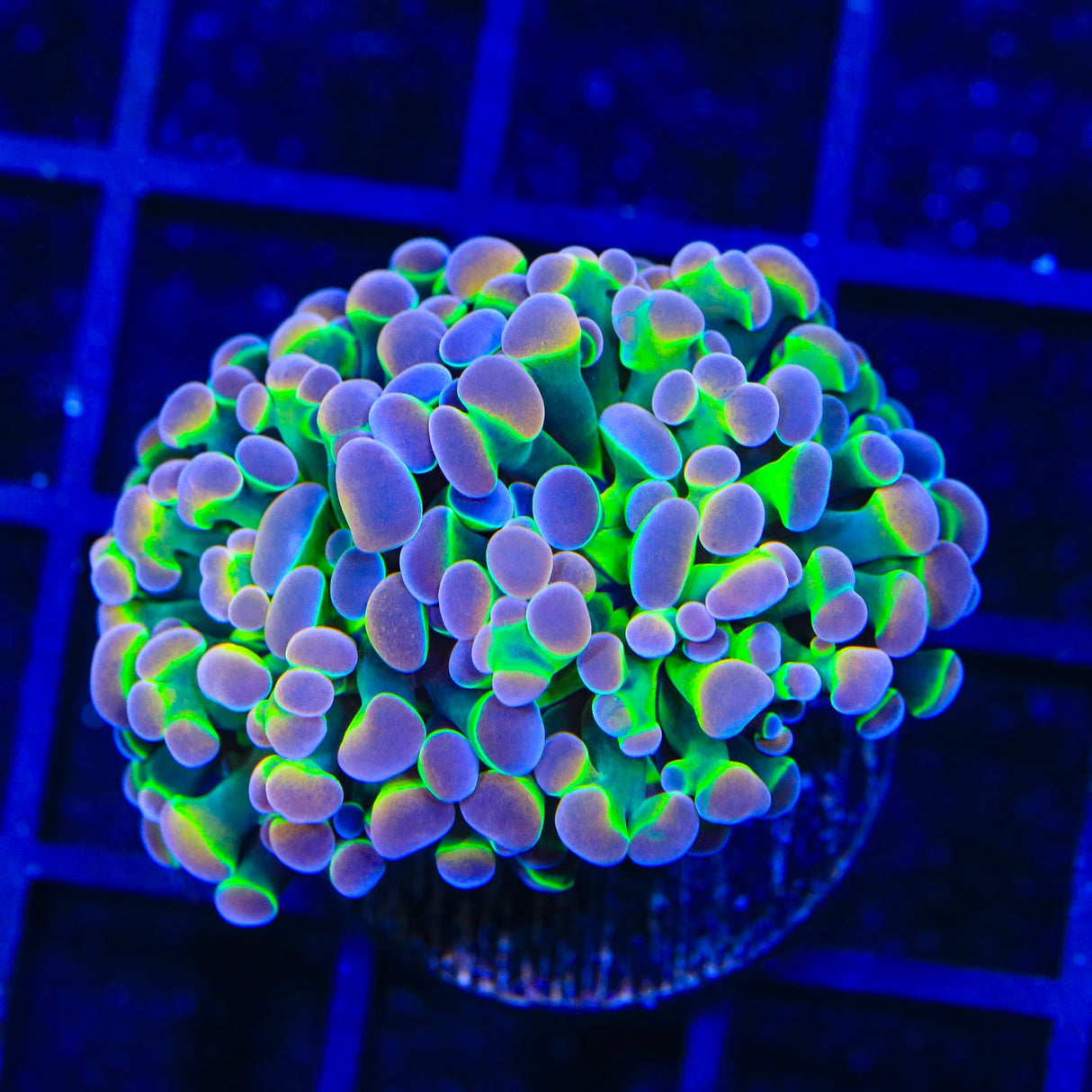 Holy Grail Hammer Coral