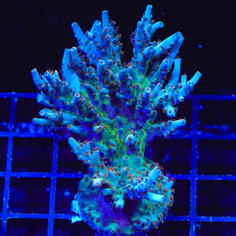 TSA Colt 45 Acropora Coral