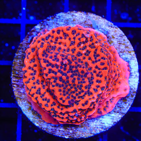 JF Silver Bullet Montipora Colony Coral