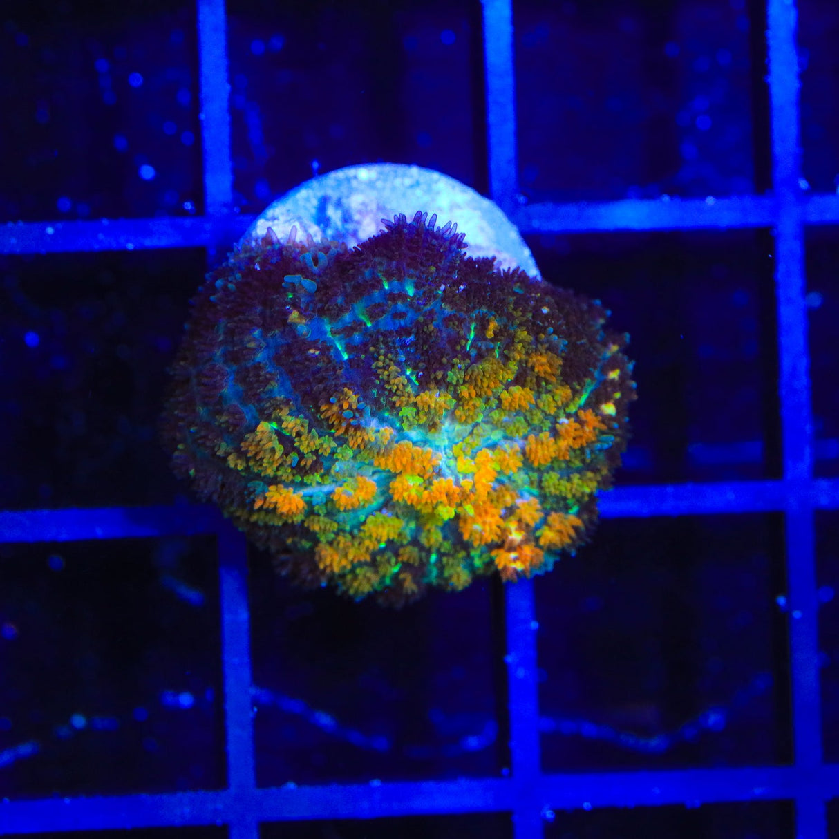 Powerball Bounce Mushroom Coral