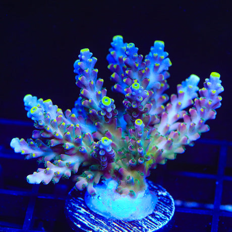 TSA Bollywood Acropora Coral