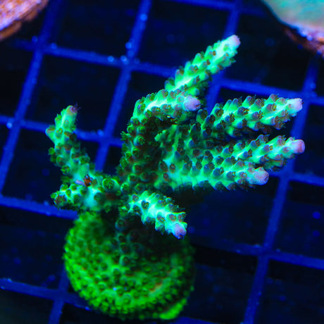 Laura's Purple Polyp Acropora Coral Colony