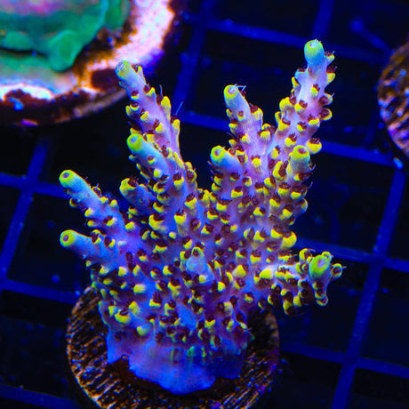 WWC Afterparty Acropora Coral Colony