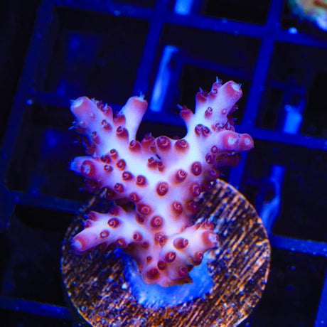 RR Robinhood Acropora Coral