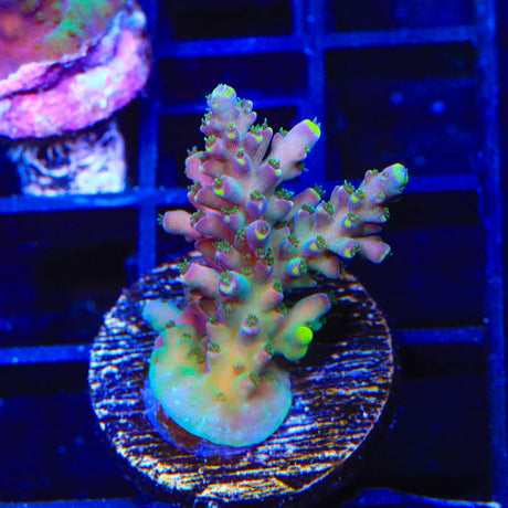 TSA Bollywood Acropora Coral