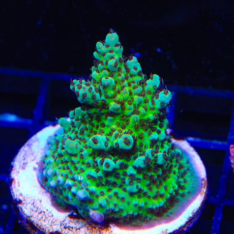 TSA Melonball Acropora Coral Colony