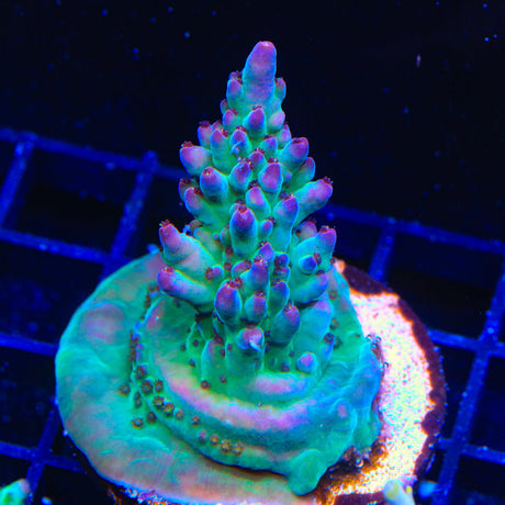 TSA Count Dracula Acropora Coral Colony