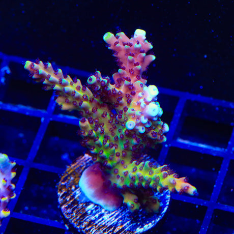 RRC Pink Cadillac Acropora Coral Colony