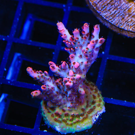 TSA Fruity Pebbles Acropora Coral