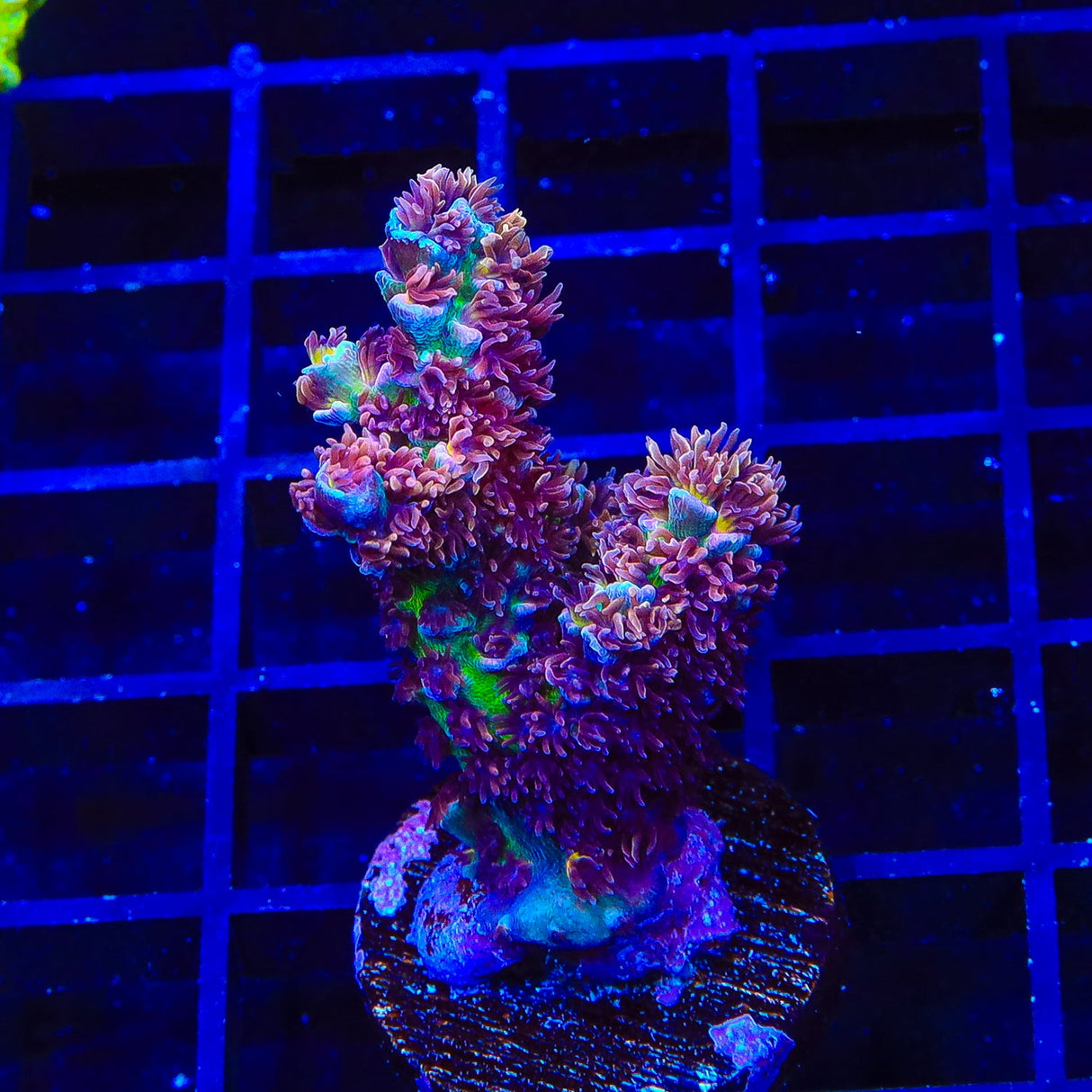 TSA Nebula Acropora Colony Coral