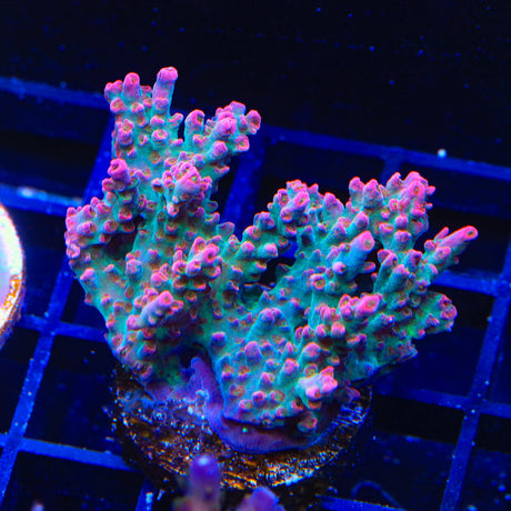 TSA Victoria Secret Acropora Coral Colony