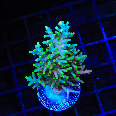 TSA Green Dragon Acropora Coral