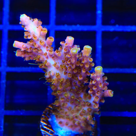 CC Voodoo Majick Acropora Coral