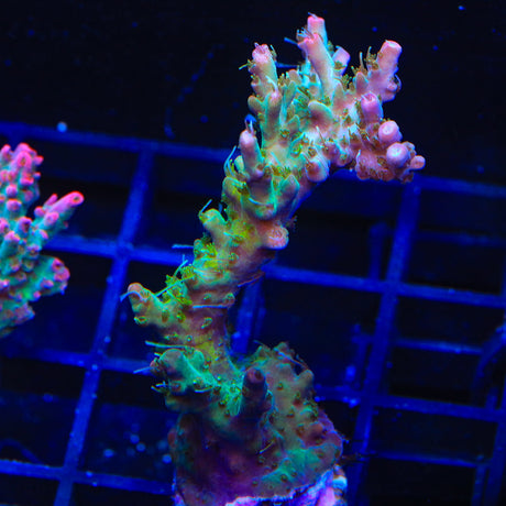 TSA Lavender Haze Acropora Coral