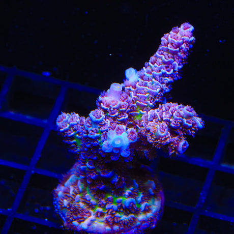 TSA Nebula Acropora Coral Colony