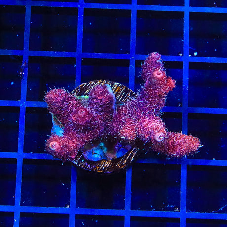 TSA Pink Heaven Millipora Acropora Coral