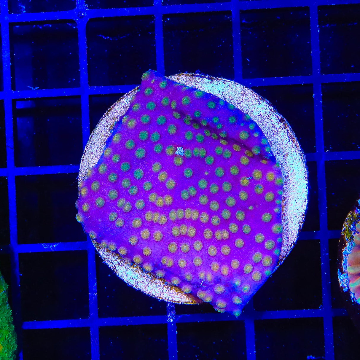 CB Bling Bling Cyphastrea Coral