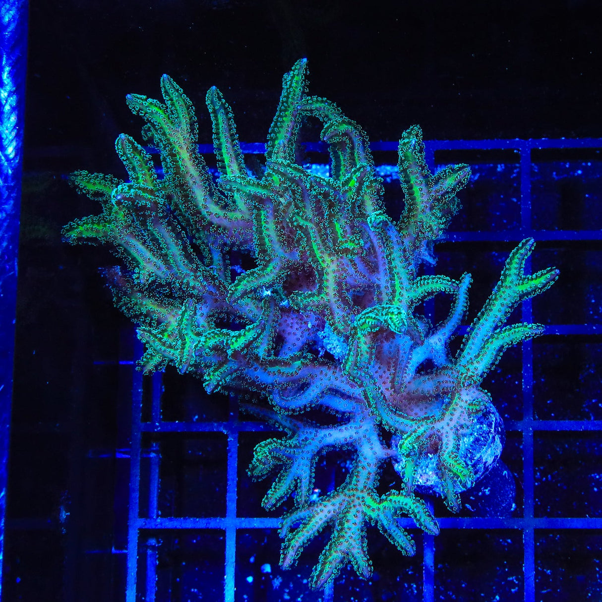 TSA Dragon Claw Birdsnest Coral