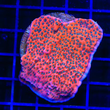 JF Silver Bullet Montipora Colony Coral