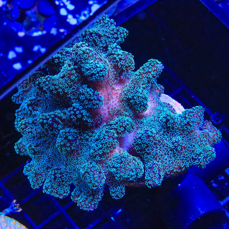 ORA Stellar Stylophora Coral