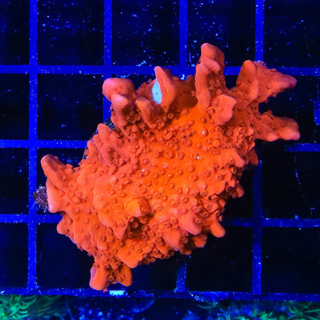 Red Setosa Montipora Coral