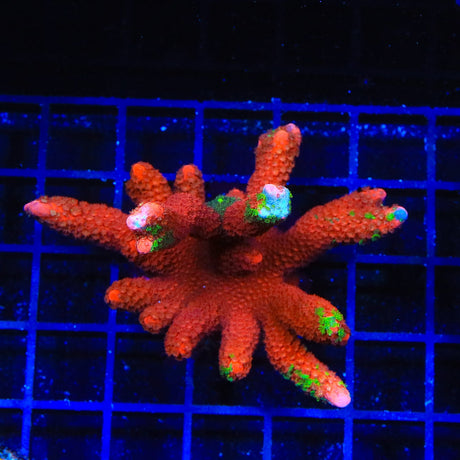 WWC Contraband Grafted Digitata Montipora Coral