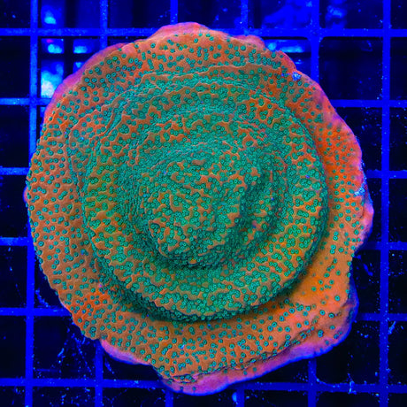 TSA Apple Jacks Montipora Coral