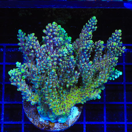 TGC Red Cadillac Acropora Coral