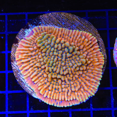 TSA Mango Tango Montipora Coral